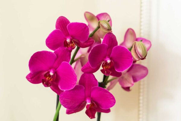 Ako zachrániť orchideu